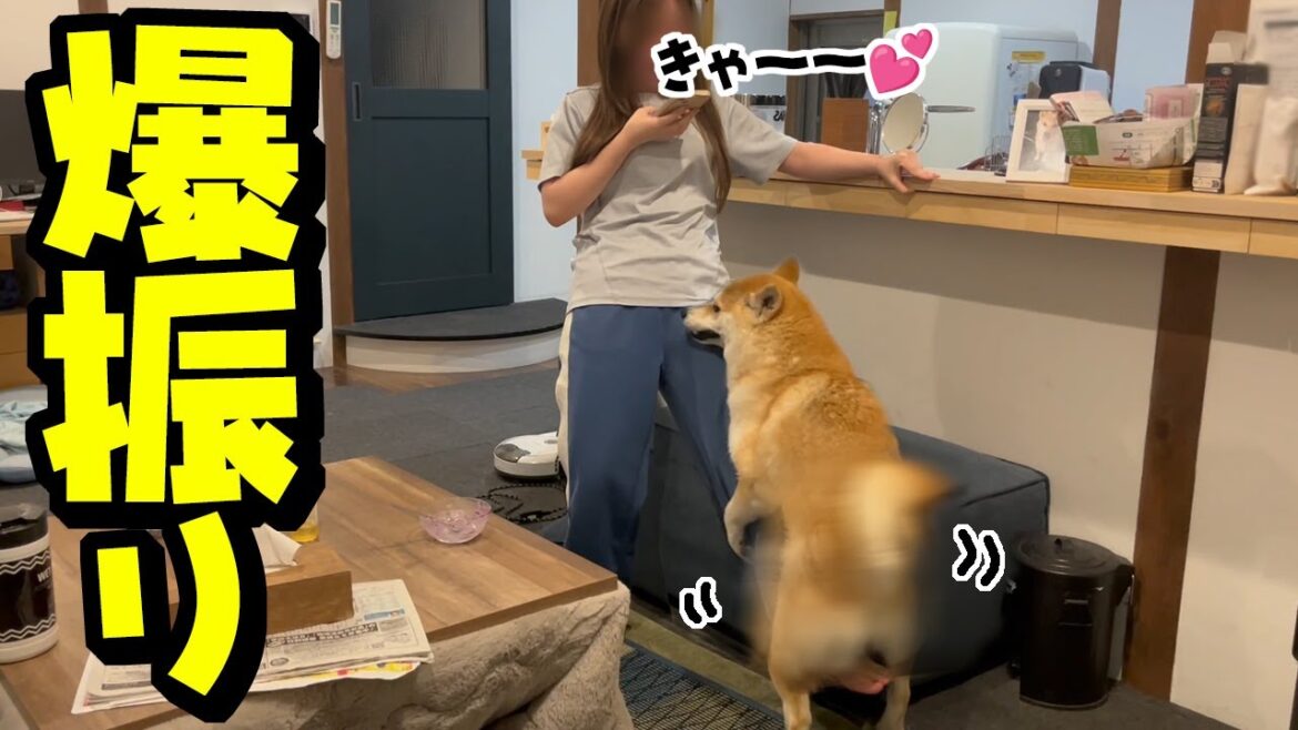 娘に柴犬が腰を爆振りして大騒ぎになりました…