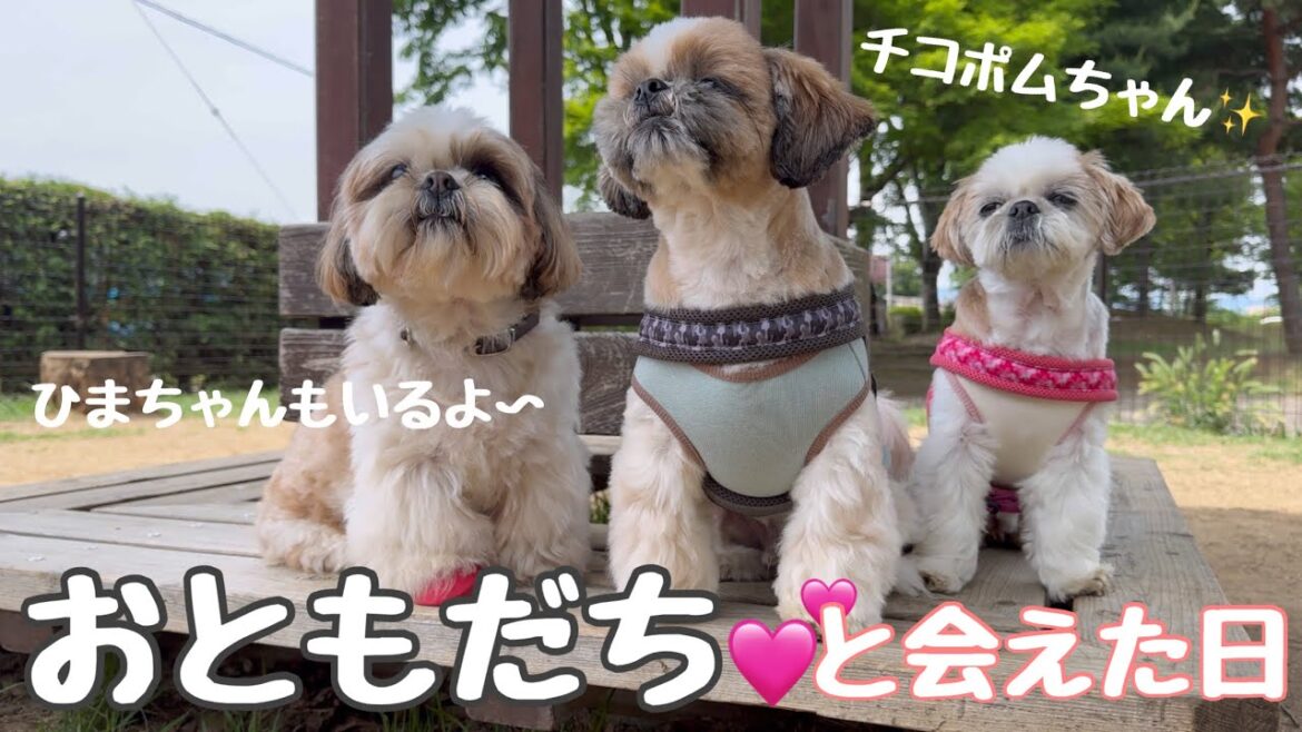 [シーズー多頭飼い]おともだちのママからもらうおやつ、食べたいけどたべれない…