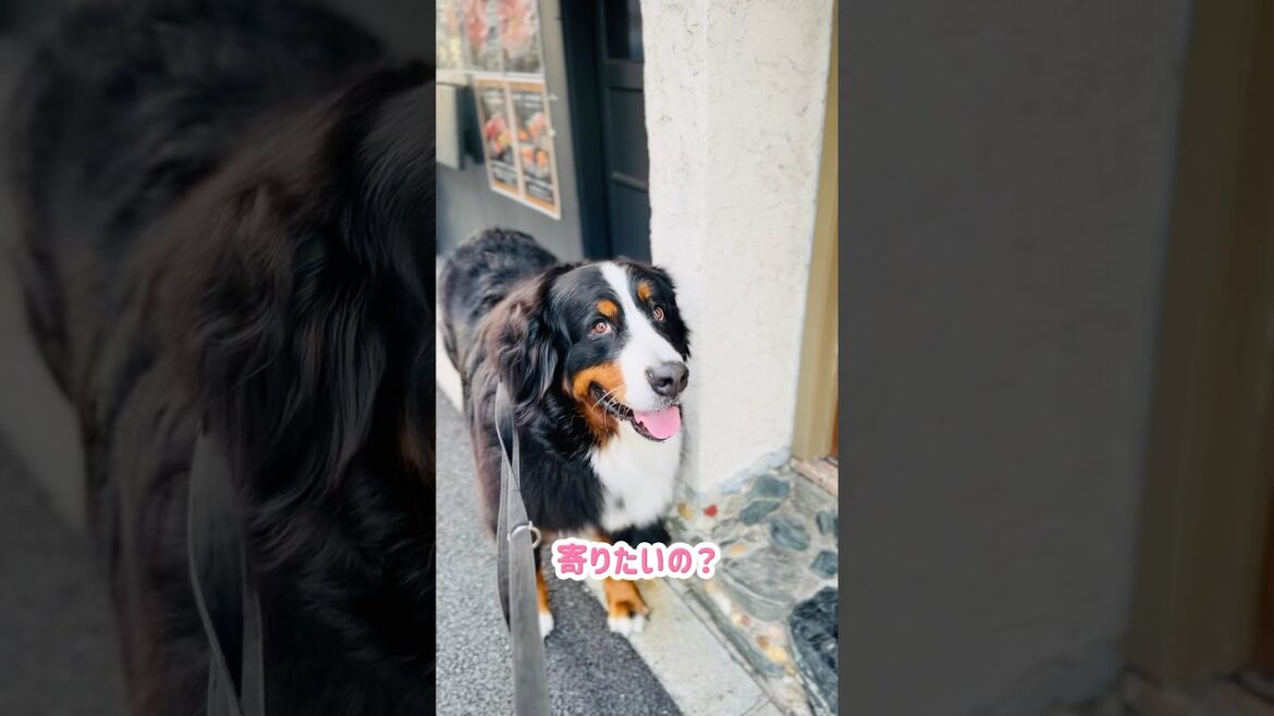 ここだけは寄りたい‼️バーニーズの大好きな洋菓子屋さん🐾