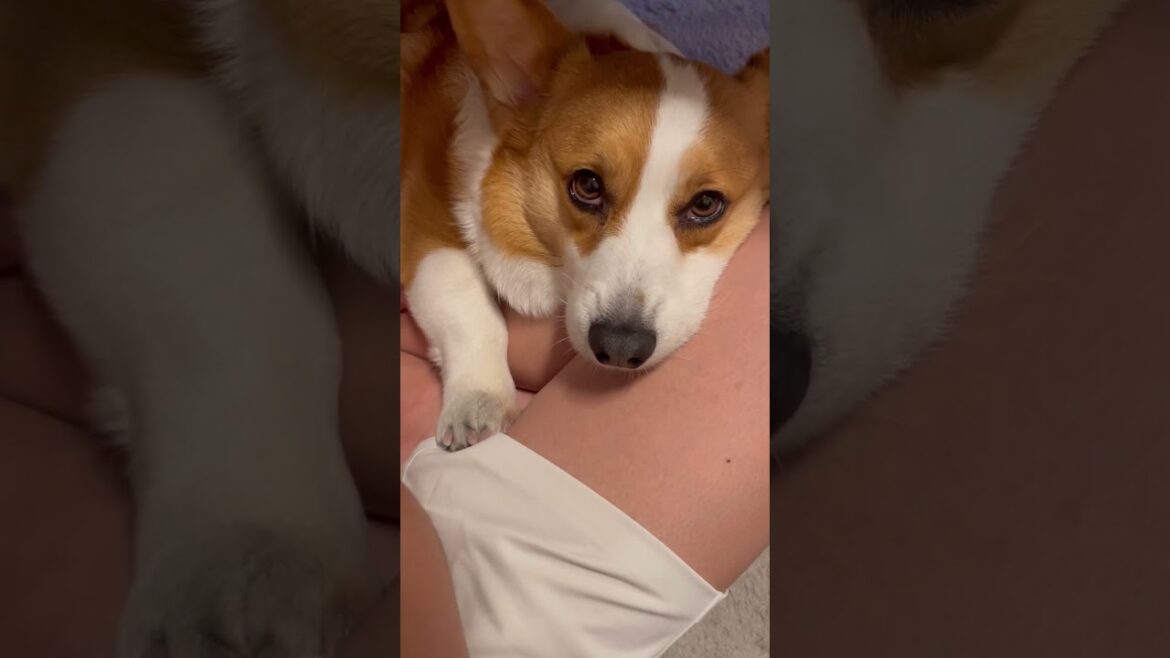 ちゅんのお膝で甘えてるレオがあざとすぎる#コーギー#コーギー犬#コーギーのいる暮らし #犬 #犬のいる暮らし #犬のいる生活 #corgi #dog
