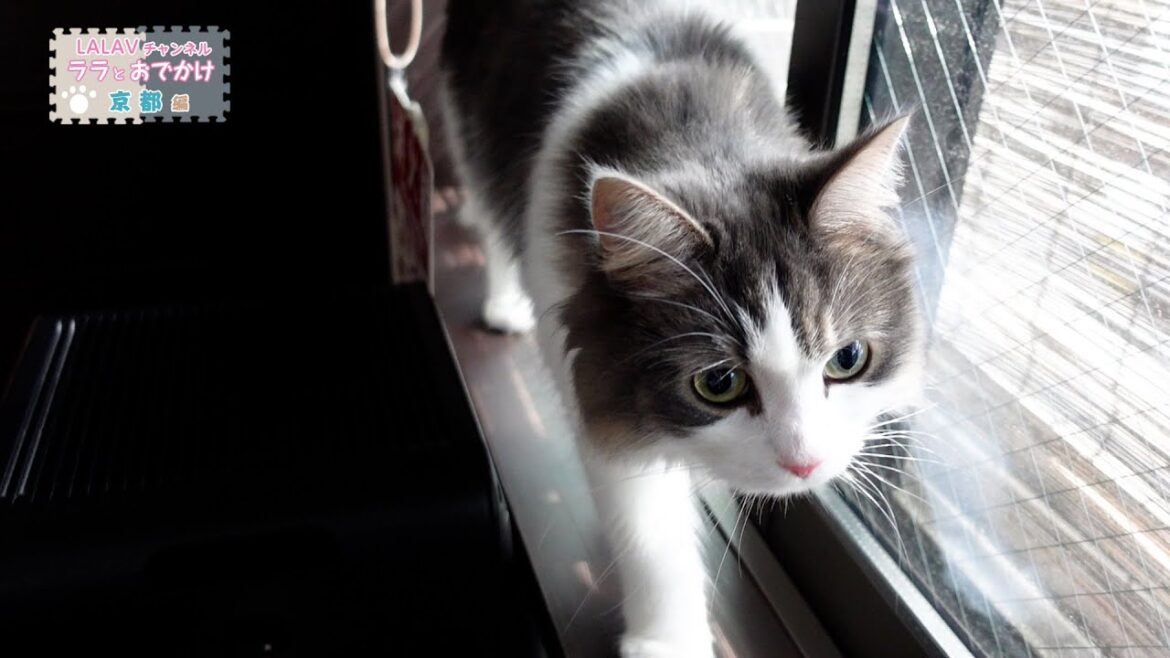 美猫ノルウェージャンと週末京都★古民家リノベ宿でゆっくり【京都編その②】