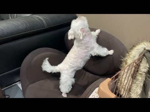 愛犬が真剣に探し回っていた物はまさかのコレでした… 愛犬が真剣に探し回っていた物はまさかのコレでした…
