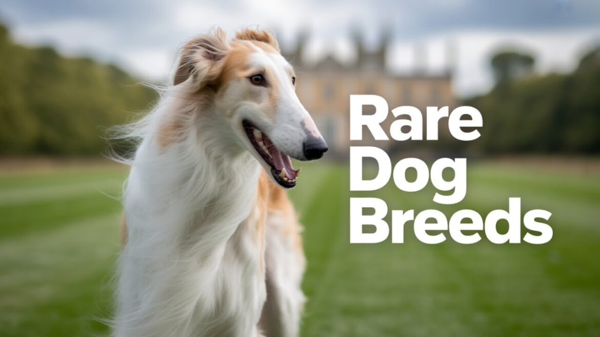 !0 rarest dog breeds of the world !0 rarest dog breeds of the world