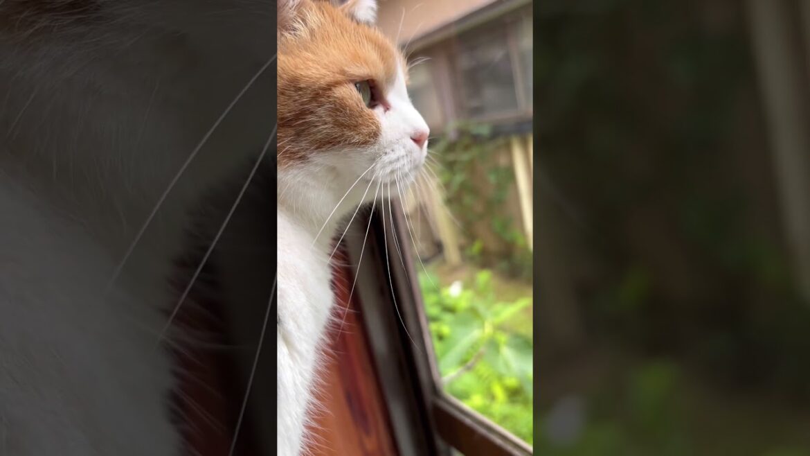 【三毛猫】いつも頑張っているミケ