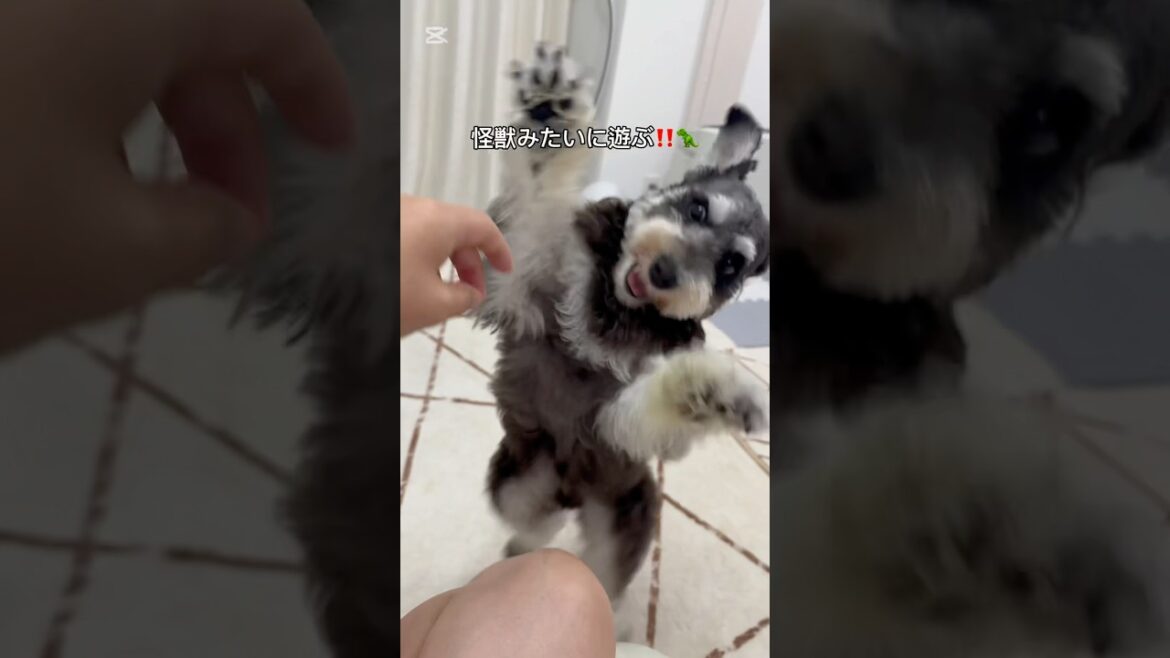 毎日元気いっぱい🤩#シュナウザー #ミニチュアシュナウザー #癒し #犬のいる生活 #可愛い #愛犬 #おうち時間 #遊び #元気