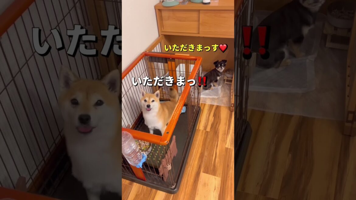 ご飯タイム🐶🐶❤️#柴犬 #チワワ #shorts