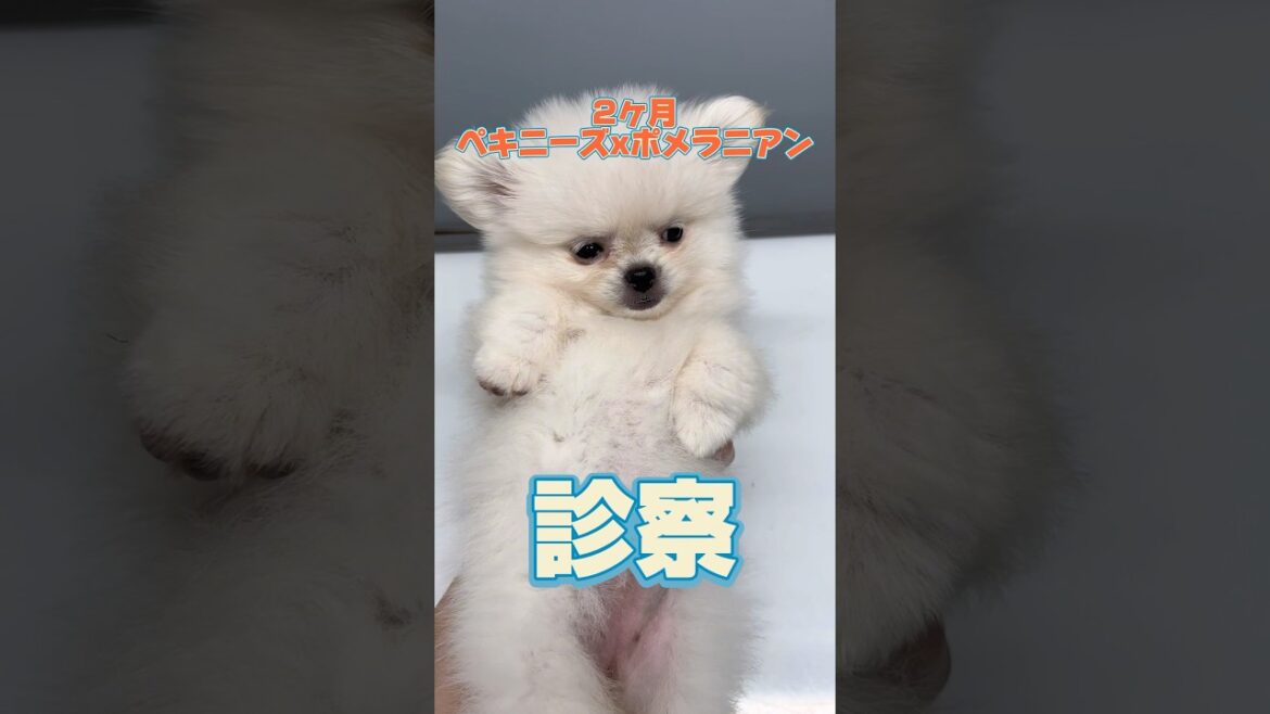 咳き込んで苦しそうな2ヶ月のペキポメが動物病院にやってきた！