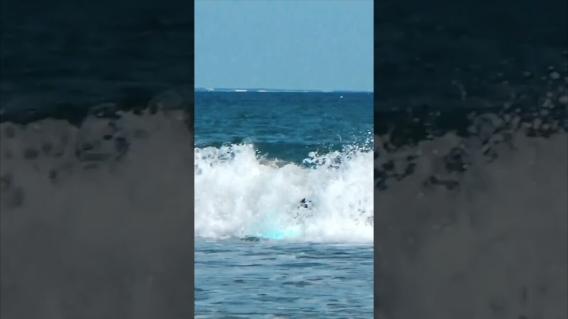 波にのまれた！#湘南サーフィン犬「みみ」#eコッカー #イングリッシュコッカースパニエル #サーフィン犬 #多頭飼い