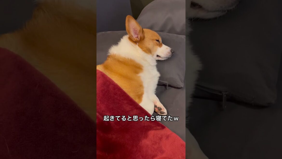 寝ポジちょっと変えてただけやったw#コーギー#コーギー犬#コーギーのいる暮らし #犬 #犬のいる暮らし #犬のいる生活 #corgi #dog