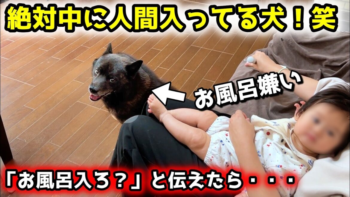 絶対中に人間が入ってる犬の、お風呂拒否が面白すぎる笑【甲斐犬一休】 絶対中に人間が入ってる犬の、お風呂拒否が面白すぎる笑【甲斐犬一休】