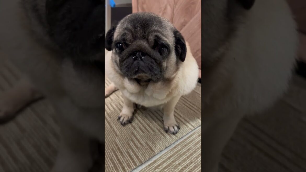 今日も可愛いマイペースなパグさん#pug #パグ #推し活 #いぬのいる生活