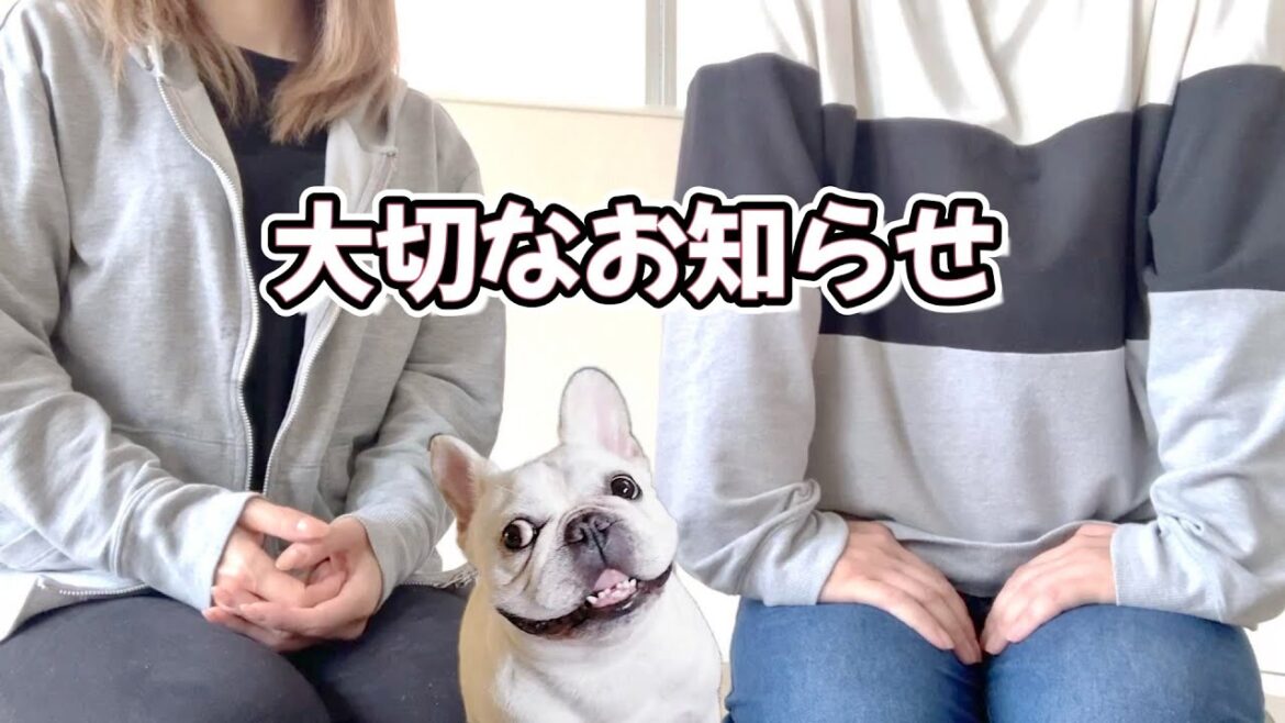 飼い主とお手伝いから大切なお知らせがあります【フレンチブルドッグ frenchbulldog】