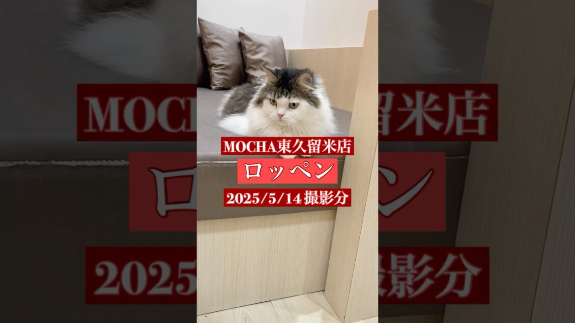 🐱ロッペン🐱　(スコティッシュフォールド♂)　MOCHA東久留米店　2025/5/14 撮影分　#日替わり猫カフェにゃんこ　#cat