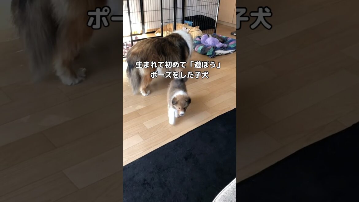 生まれて初めて「遊ぼう」と誘ってきたシェルティの子犬 #シェルティ #シェットランドシープドッグ #shorts