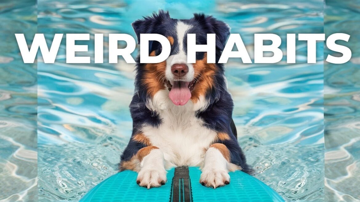 The Quirky Behaviors of Australian Shepherds