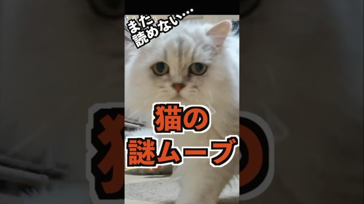 鳴きながら遊んでたペルシャ猫、近づいたらまさかの展開#ペルシャ猫 #猫 #cat #猫好きさんと繋がりたい