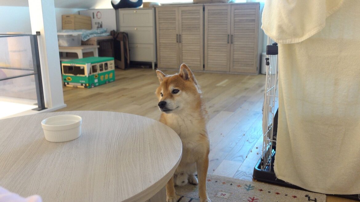 保護猫の譲渡活動も終わり、柴犬は切ない動きを見せました。