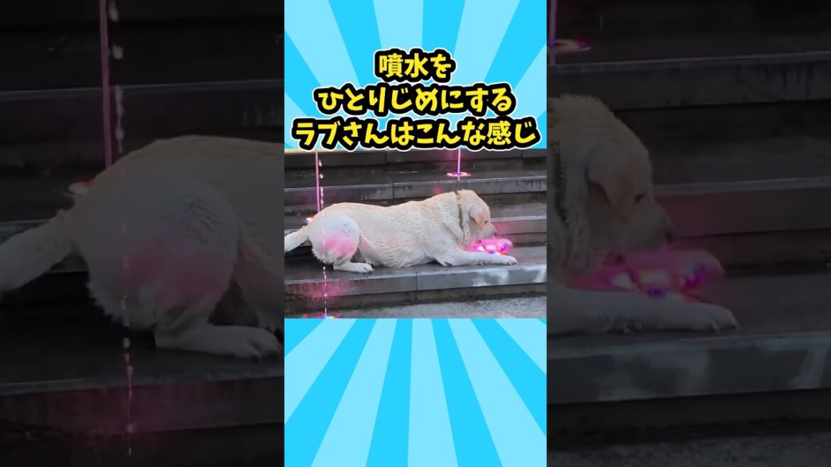 仕事に疲れたお前らに贈る笑いと癒しのラブラドール5選ww　#ラブラドールレトリバー #ラブラドール #笑える #癒し #大型犬のいる生活 #大型犬のいる暮らし