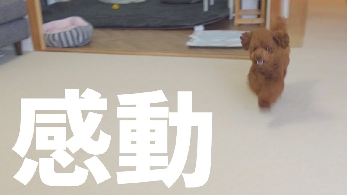 【タイルカーペット】ニトリと東リはどっちがおすすめ？犬がフローリングで滑らないように対策しました！