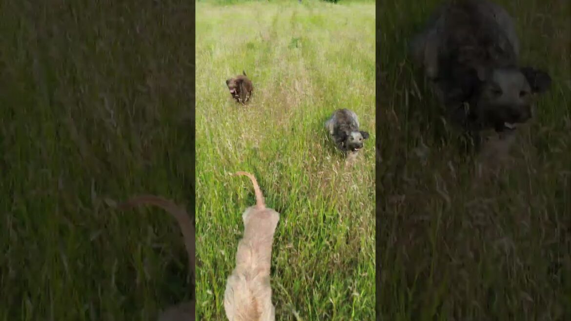 4K Dog Compilation: My Dog Pack Chasing My DJI Mini 3