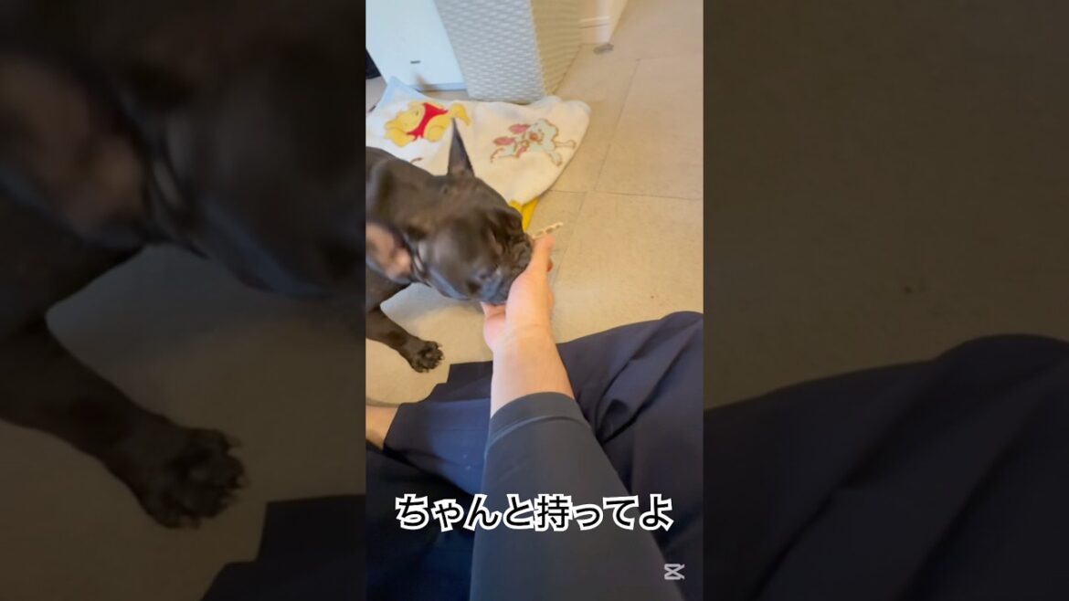 【今朝の凛さん】朝からぬいぐるみで遊ぶフレンチブルドッグ🐶 #frenchie #frenchbulldoglife #frenchbulldog #shorts