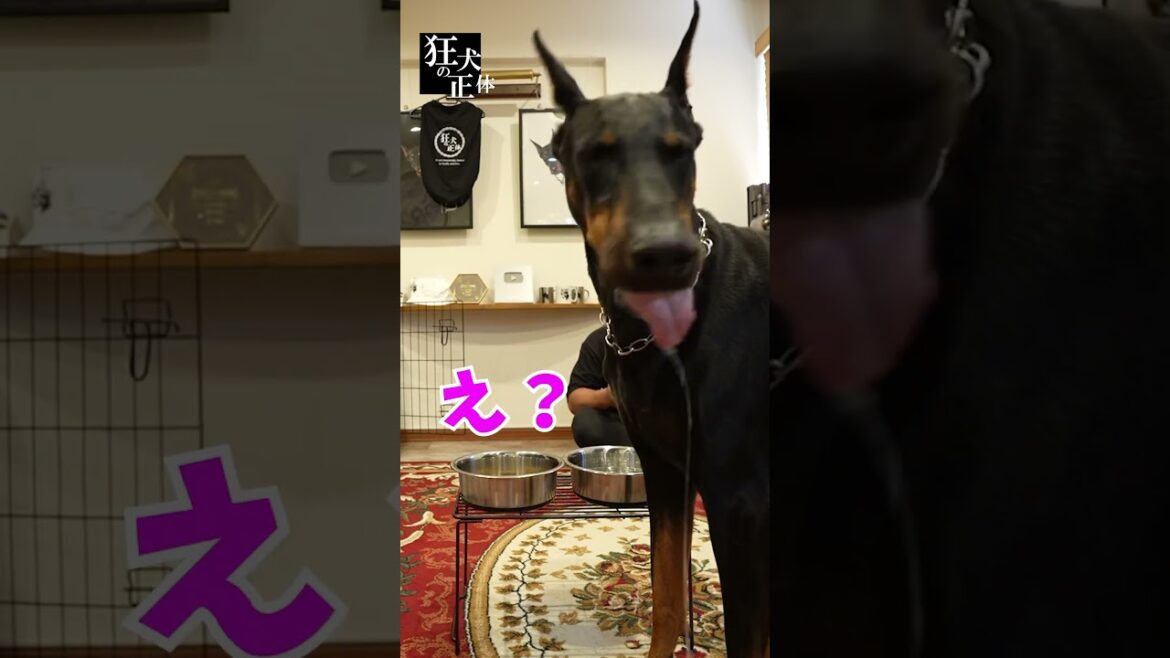 食事中に席を外した犬のエサを隠したら気づくのか？ #ドーベルマン #食事中 #イタズラ