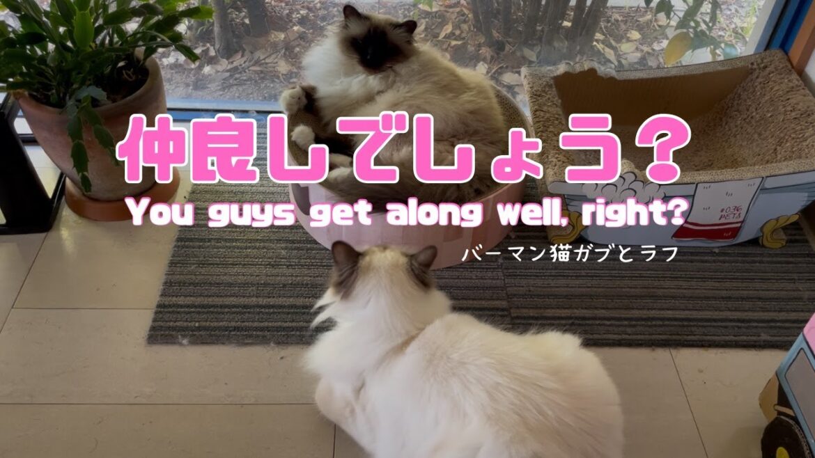 バーマン猫ガブとラフ【仲良しでしょう？】You guys get along well, right?（バーマン猫）Birman/Cat
