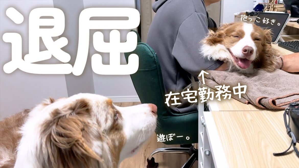 雨の日は甘えん坊が増しちゃう大きい犬達が可愛い😂【ボーダーコリー・オーストラリアンシェパード】