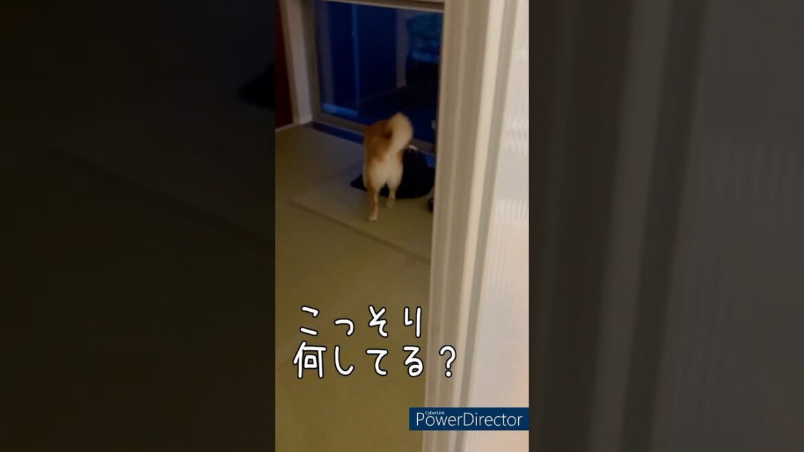 【柴犬の趣味】たまらんワン！豆柴アオと柴犬委員会  mameshiba AO & shiba inu committee #Shorts#柴犬 #豆柴#愛犬 #癒し#柴犬のいる生活