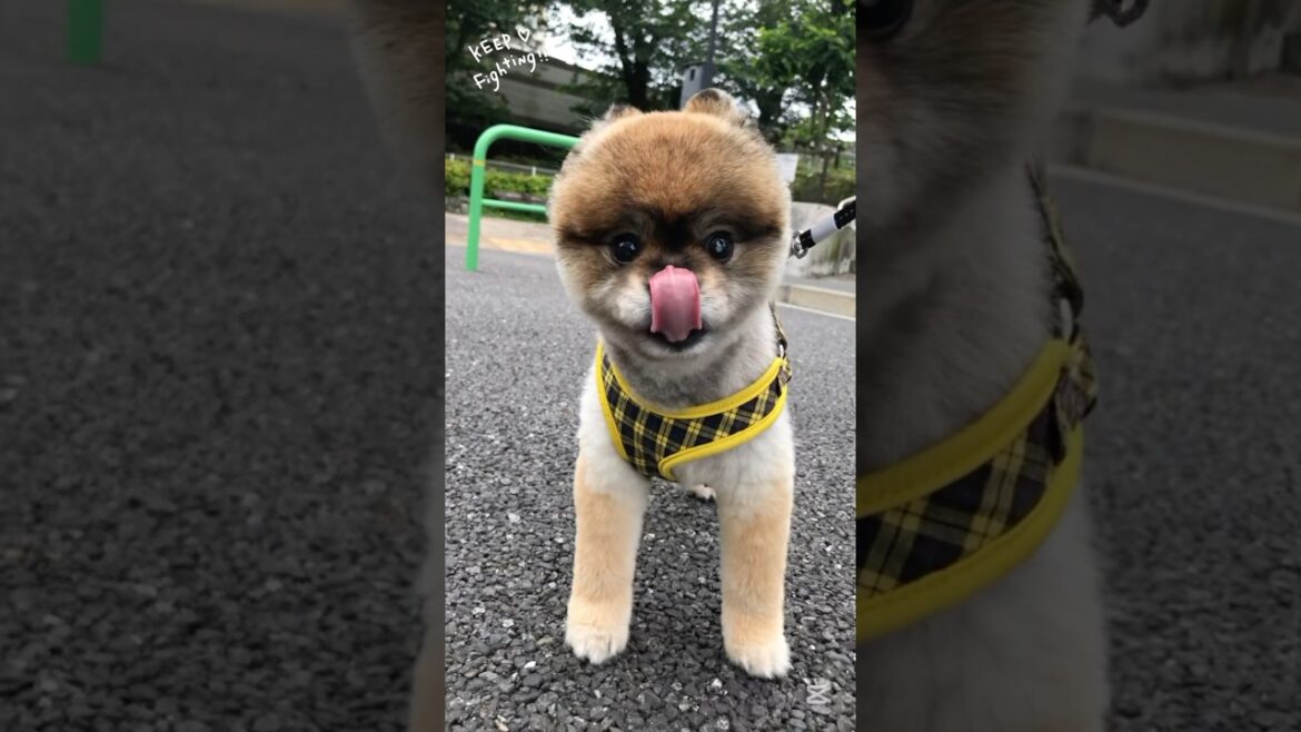 6/ 8    小雨がやむまで待ったパパん歩           #ポメラニアン#shortsfeed