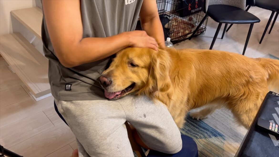 愛犬がパパから離れられなくなるのには、こんな理由があるのです。