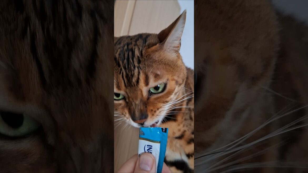 BENGAL CAT, EL CHURU PARTE-1 #funnycats #cat #kitten #alizée