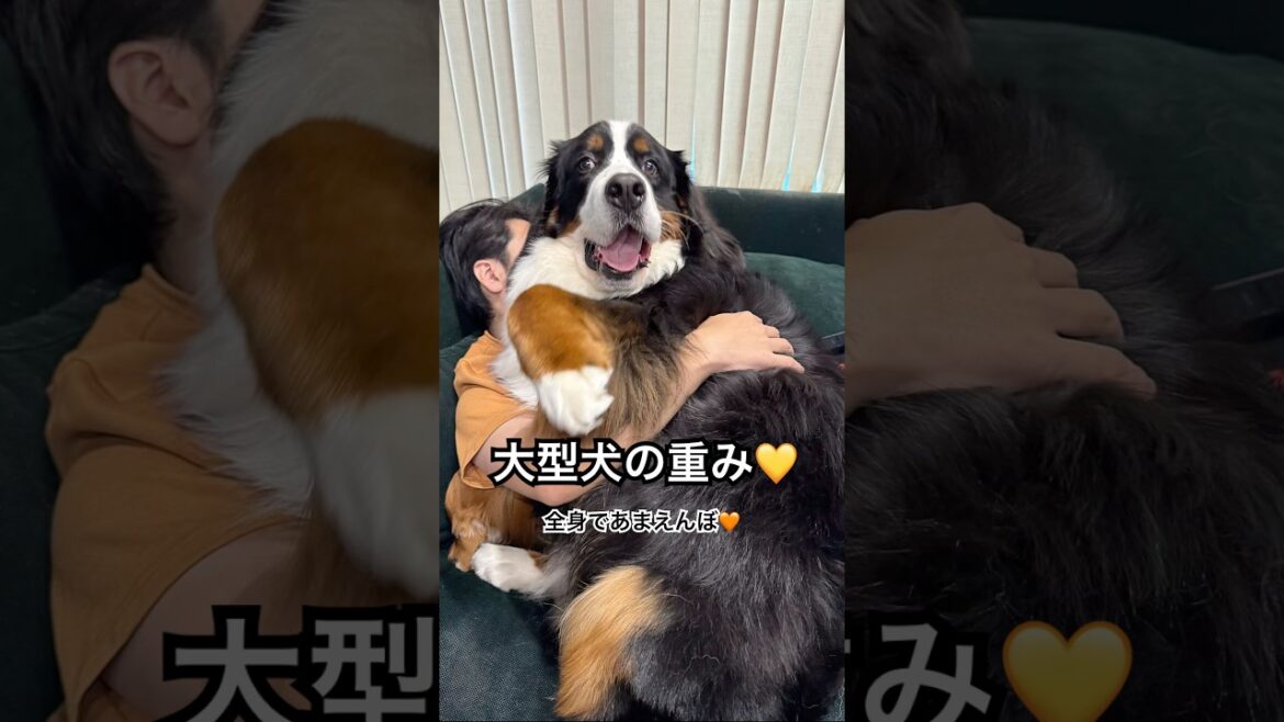 全身で父にあまえる娘　#大型犬 #バーニーズマウンテンドッグ  #父と娘