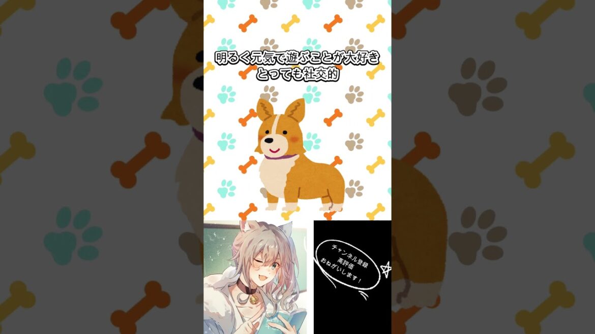 【毎週日曜投稿】しっぽの犬猫図鑑コーギー　#shorts