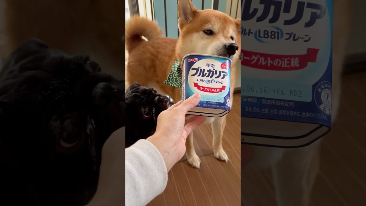 ペロペロ🐶 #dog #ジブリ #柴犬 #パグ #わんこ #doggie #pug #shibadog #pet #hungry #おやつ #フードファイター #愛犬  #short #shiba