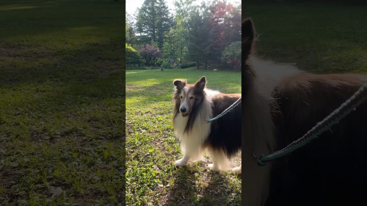 ただただ歩く17歳🤭💕 #シェルティ #sheltie #shorts ただただ歩く17歳🤭💕 #シェルティ #sheltie #shorts