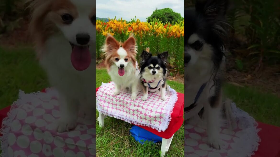 蜻蛉池公園のユリロード#shorts[元保護犬チワワとパピヨンのかほご犬s]犬のいる暮らし/愛犬と楽しく過ごすために#蜻蛉池公園#ユリロード