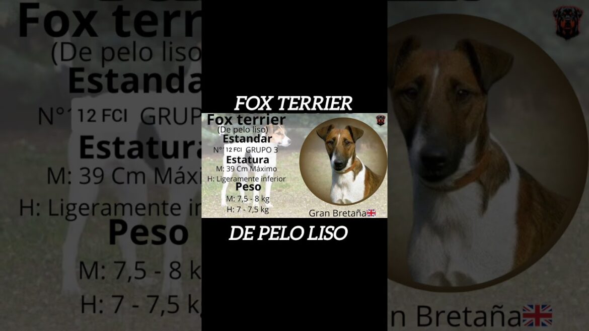 El fox terrier de pelo liso: la razas con el ID #1 del FCI #shorts