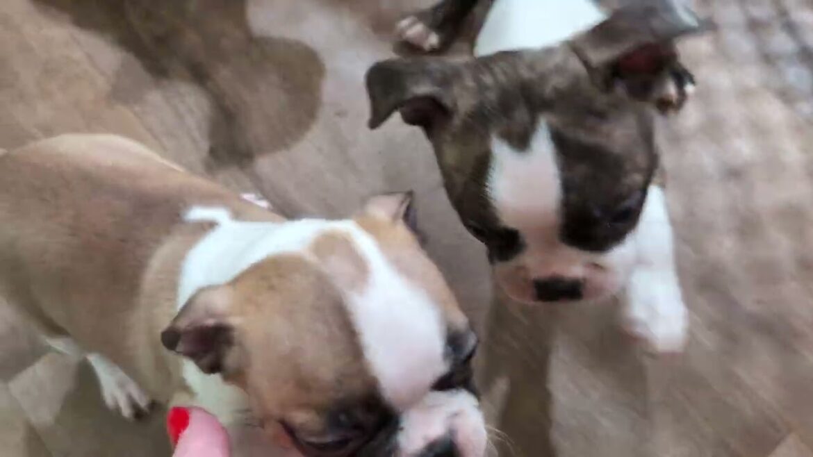 日曜日のボガンのボストンテリアたちの心温まる大騒動！💖🐶