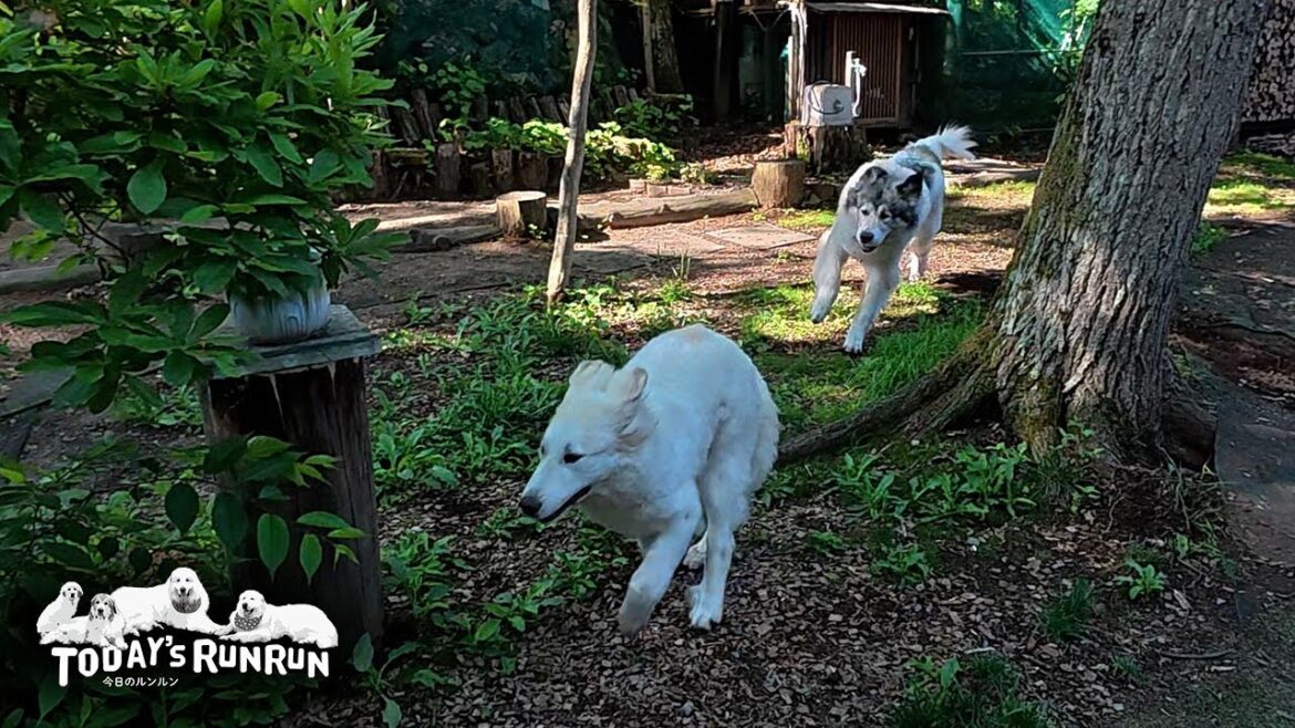 来る日も来る日も毎日が大運動会なベルとリリーです　Great Pyrenees　グレートピレニーズ