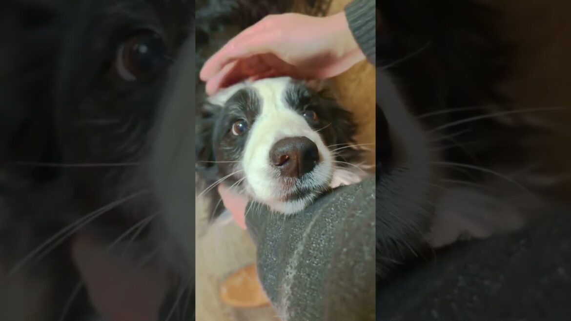 【賢すぎ】人の言葉が分かりすぎてしまう故、怒ってしまう犬#犬 #ボーダーコリー #かわいい犬 #dog #bordercollie #ショート #shorts