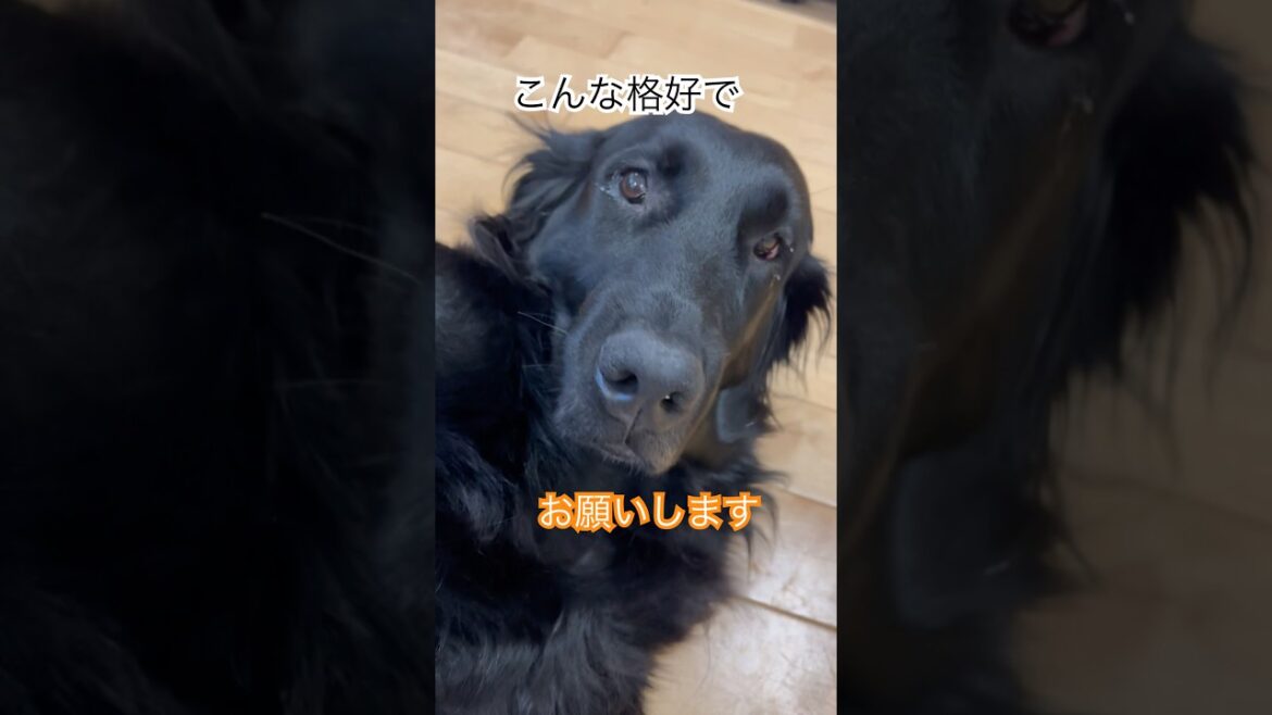 こんな格好でお願いされたら断れません#flatcoatedretriever #フラットコーテッドレトリバー #お願い