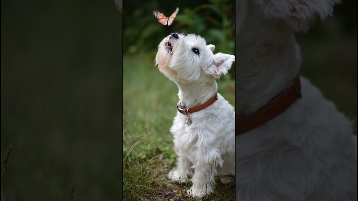 puppy chasing butterflies. ふわふわの子犬が蝶を追いかけている。#schnauzer #cuteanimals #puppy #슈나우저 #雪纳瑞 #シュナウザー