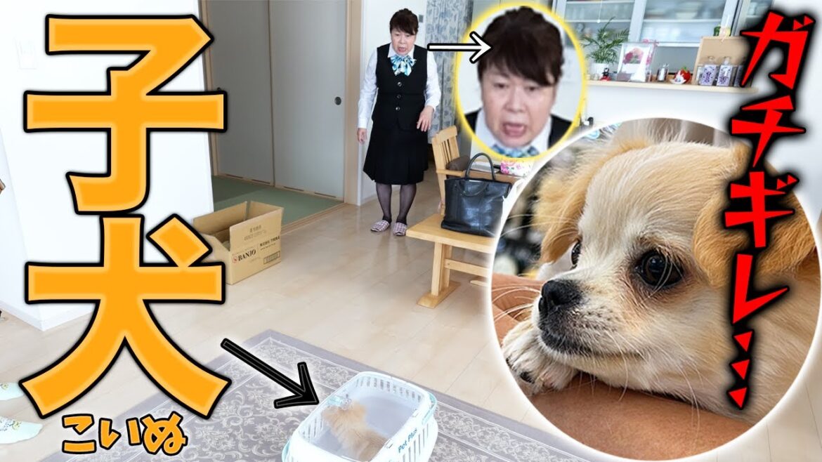 【ガチギレ•••】絶対に犬を飼わないと言っているオカンの家に子犬を連れて行ってみたw w w