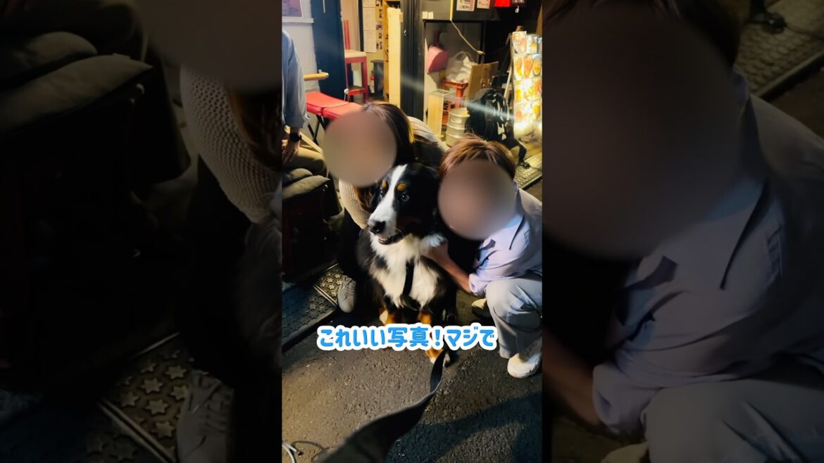 居酒屋の前で可愛がられたバーニーズ🐾記念写真編
