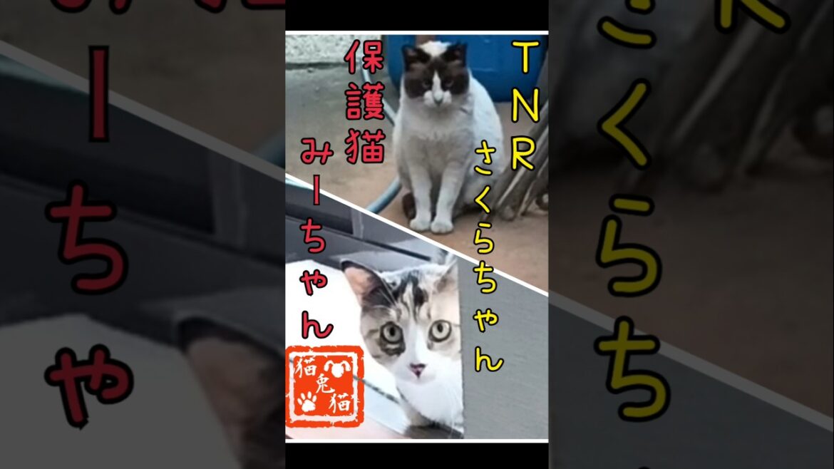 距離感大事(^^)  #tnr #cat #猫のいる暮らし #スノーシュー猫 #保護猫 #三毛猫 #oldies #singer #song #vintage 距離感大事(^^)  #tnr #cat #猫のいる暮らし #スノーシュー猫 #保護猫 #三毛猫 #oldies #singer #song #vintage