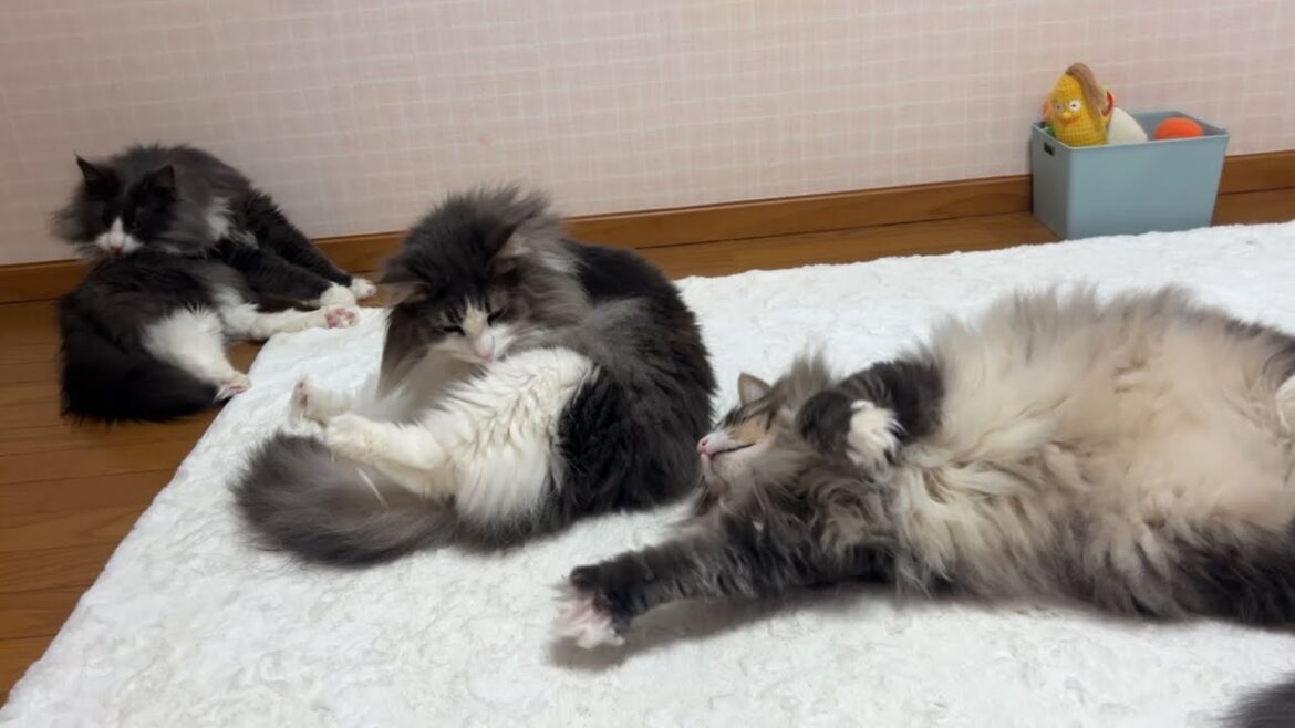【至福のひととき♡】もふ猫たちの、ゴロゴロ、ダラダラ至福のひととき〜♪ノルウェージャンフォレストキャットとターキッシュアンゴラ 【至福のひととき♡】もふ猫たちの、ゴロゴロ、ダラダラ至福のひととき〜♪ノルウェージャンフォレストキャットとターキッシュアンゴラ