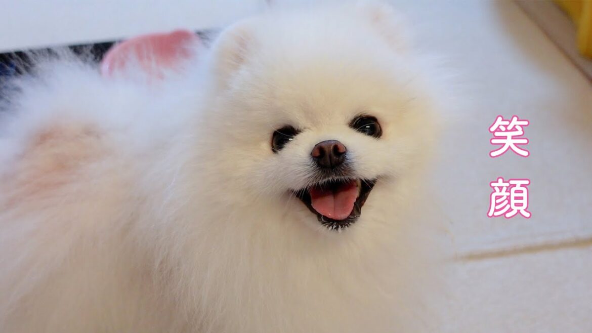 愛犬の大好物を作ってあげたらこんなに笑顔になりました