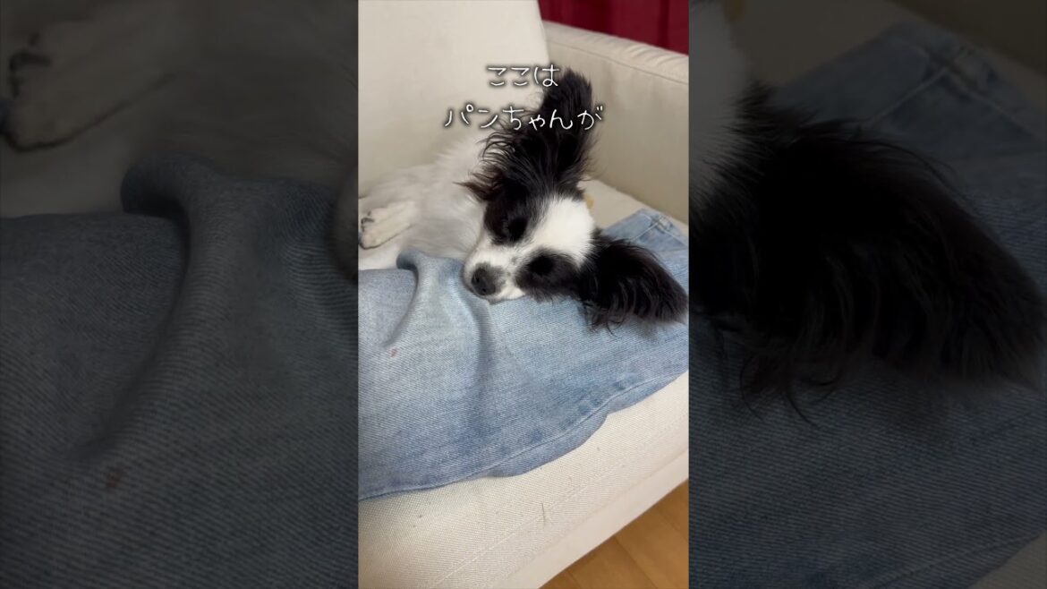 パンちゃんの新発見!! #犬のいる暮らし #パピヨン #shorts パンちゃんの新発見!! #犬のいる暮らし #パピヨン #shorts