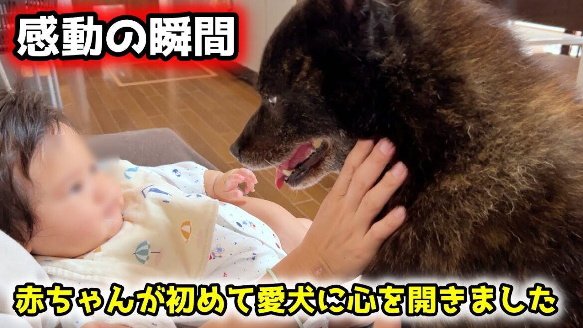 【感動】赤ちゃんが初めて愛犬に心を開いた瞬間【甲斐犬】